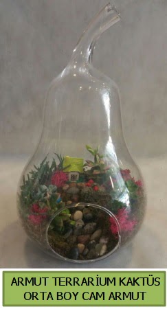 Cam Armut terrarium 5 kakts   Ankara iek siparii iek gnderme 